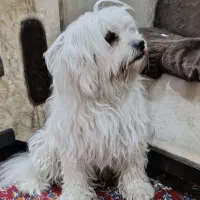 واگذاری سگ پشمالو