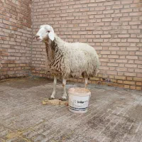 فروش میش جوان وچاق