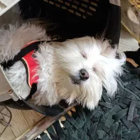 مالتیز کراس