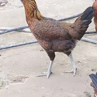 معاوضه مرغ و خروس آواز خوان|پرنده|جیرفت, |دیوار