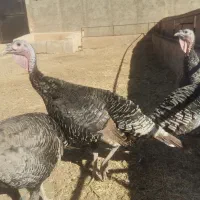 فروش 11 عدد بوقلمون برنز، ماده|حیوانات مزرعه|قزوین, |دیوار