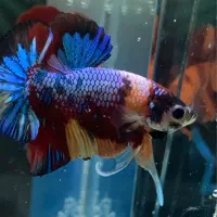 ماهی فایتر پلاکت هافمون|ماهی|تهران, قصر فیروزه ۱|دیوار