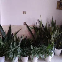 فروش گل و گیاه