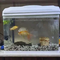 آکواریوم همراه با ماهیاش|ماهی|بوشهر, |دیوار