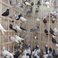 کبوتر دسته ۹۰تایی