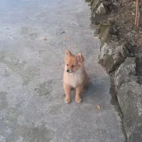 واگذاری دو عدد سگ یکی ماده یکی نر|سگ|رامسر, |دیوار