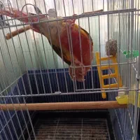 طوطی گرنچیک|پرنده|نهاوند, |دیوار