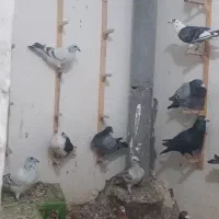 دسته ۲۰ تایی|پرنده|قائن, |دیوار