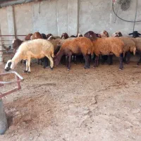 گوسفند زنده درحال استفاده مشتریان پرطرفدارمجموعه|حیوانات مزرعه|مشهد, عبادی|دیوار
