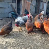 تعدادی خروس|حیوانات مزرعه|رامسر, |دیوار