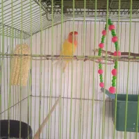 طوطی کوتوله