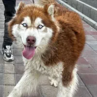 هاسکی طلای نر شناس نامه دار دوساله