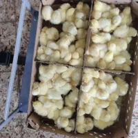 جوجه گوشتی راس|حیوانات مزرعه|گالیکش, |دیوار