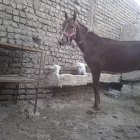 کره جرن یک ساله یورقه 25000تومان|اسب و تجهیزات اسب‌سواری|تربت‌حیدریه, شهید بهشتی|دیوار