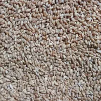 گندم ترابی برای فروش