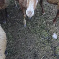 گوسفند ماده  با بره نر