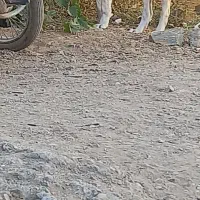 ماده سرابی|سگ|شیروان (لرستان), |دیوار