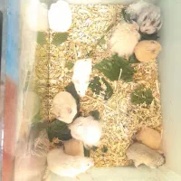همستر سوری