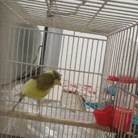 قناری ماده|پرنده|نسیم‌شهر, |دیوار