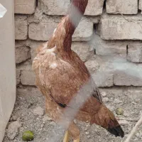 مرغ لاری اصیل|حیوانات مزرعه|میانه, |دیوار