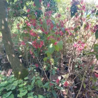 یاس شرابی و پالم زمینی ۴ متروتویا آمریکایی ۲ ساله