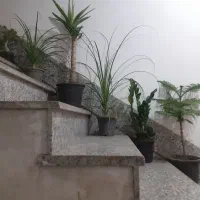 گل آپارتمانی