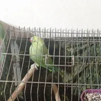 طوطی ملنگو معامله باعروس هلندی