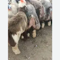 فروش گوسفند زنده کهره و بره ه|حیوانات مزرعه|شیراز, کفترک|دیوار