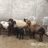 میش|حیوانات مزرعه|چغادک, |دیوار