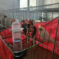 عروس هلندی نر آرام