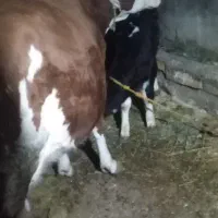 گاو سیمنتال با گوساله