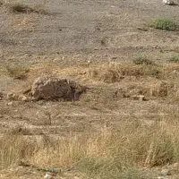 فروش زمین طرح ولایت