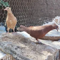 جوانه زرد و سرخ کاکلی|پرنده|تربتحیدریه, آغوی|دیوار