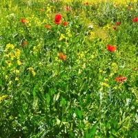 فروش فوری زمین مسکونی