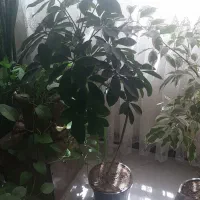 گل طبیعی آپارتمانی  .تعویض با تخت سنتی|گل و گیاه طبیعی|اصفهان, لاله|دیوار