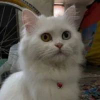 ماده گربه