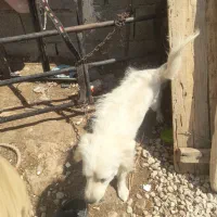 سگ نجات خارجی