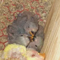 جوجه سرلاکی طوطی برزیلی یا کوتوله مرودشت|پرنده|مرودشت, ژیان|دیوار