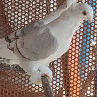 بلژیکی،پروانه ای|پرنده|شبستر, |دیوار