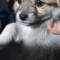 توله پامر سایز ریز خالص