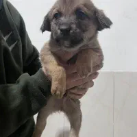 واگذاری توله اشپیتز|سگ|جهرم, |دیوار