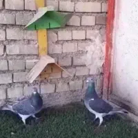 کبوتر آردن و سار و بزک ،سوسکی