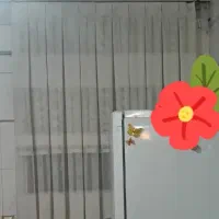 پرده|پرده، رانر، رومیزی|رباط‌کریم, رباط‌کریم|دیوار