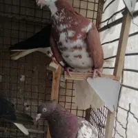 شهری پرشی|حیوانات|شیراز, گلشن|دیوار