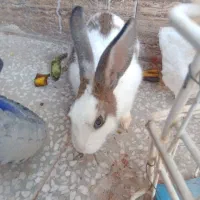 خرگوش