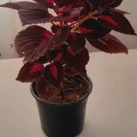 گلهای خانگی