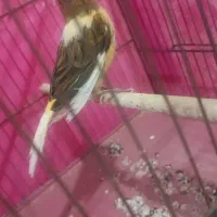 فروش قناری و