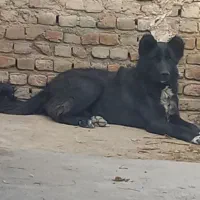 سگ ژرمن ماده و قدر جون نر یک ساله