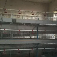 قفس مرغ تخمگذار|لوازم جانبی حیوانات|درگزین, |دیوار