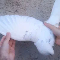 کبوتر تهرانی پرشی|پرنده|زابل, |دیوار